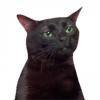 L'avatar di brisbian