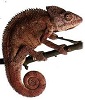 L'avatar di Chameleon
