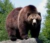 L'avatar di grizzly