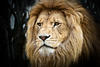 L'avatar di Lion