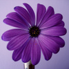 L'avatar di PurpleDaisy