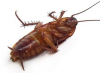 L'avatar di scarafaggio