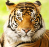L'avatar di Tiger